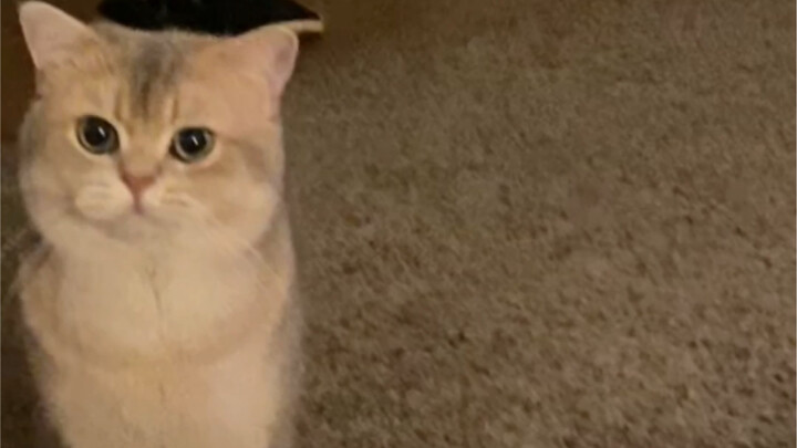 Does being cute give you the right to argue with your mom confidently? 😡