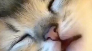 cute cat #cat#cutecat