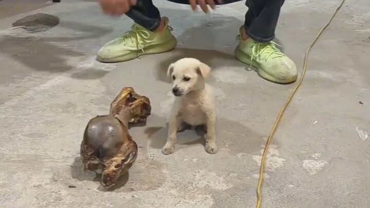 عند شراء عود مضغ للجرو، نسيتَ التحقق من المقاس.