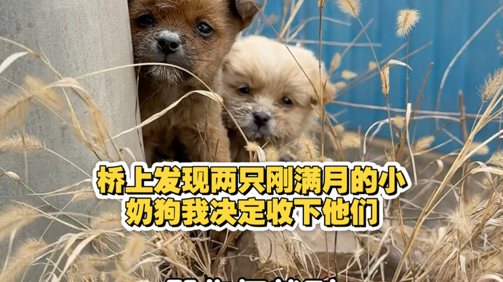 I found two one-month-old puppies on the bridge and decided to take them in.