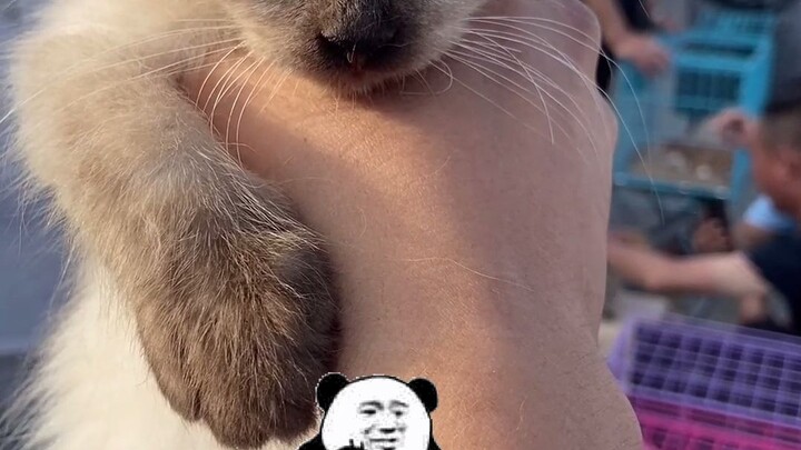 Cat market prices have fallen to levels you can’t even imagine!
