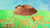 What's Inside An Anthill?