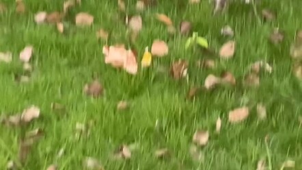 This is a plan to chase away the dog and save the cat #StrayCat #Kitten #TabbyCat #