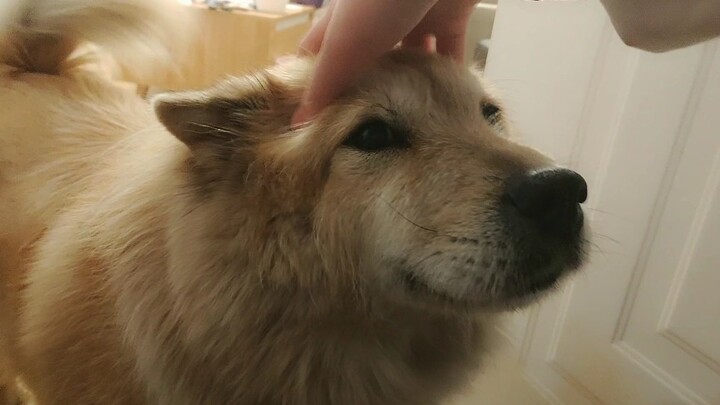 Tu Song squeaks and chirps to welcome you home!