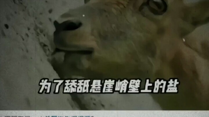 Why don’t sheep just work at a lamb restaurant? That way they wouldn’t get slaughtered!