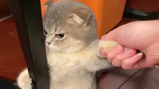 CAT Is Beyond Funny And Cute  - Funny Pet Videos