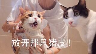 猪皮猫被拖去洗澡，分哥急得嗷嗷叫，浴室差点拆掉！【花花与三猫】