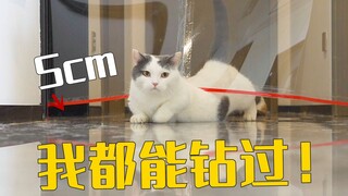 猫能把自己压多扁？5cm居然都能过！