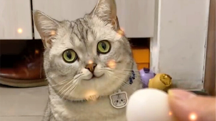 How a Cat Hatches Two Eggs...