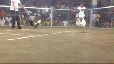 Greyblade Bulilit Greg 1st win (2x Winner) by Bangis Gamefarm