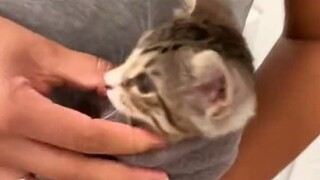 天冷了，用我的毛袜给猫咪保暖！