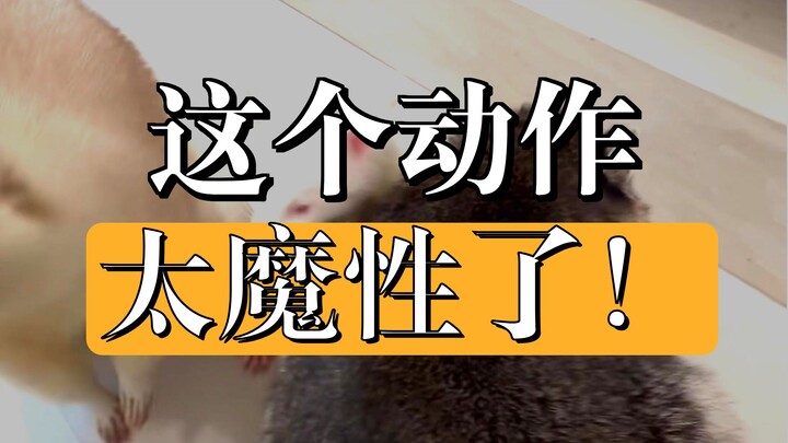 Raccoons are so cute!