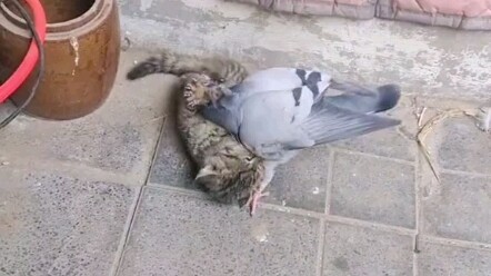 Pigeons bully the kitten