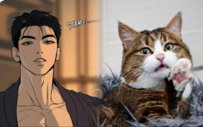 [Magic] The third episode of Cat and Cat cosplaying as Jae-kyung, a little weird but very addictive!