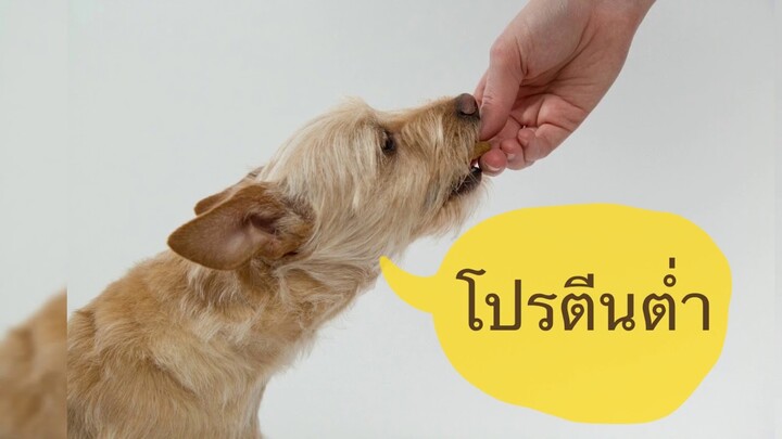 ห้ามพลาด!! สุนัขโรคไต กินอาหารอย่างไรดี by Thai Pet Academy