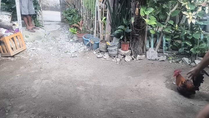 Mga bagong palalakasin