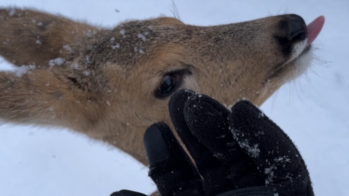การบุกทะลุหิมะของเจ้ากวางน้อยงี่เง่า