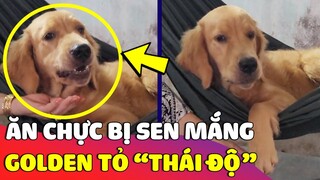 Bất lực với 'CHÚ CHÓ GOLDEN' ngày nào cũng trốn Sen sang nhà Bà Nội để 'ĂN CHỰC' 😂 | Gâu Đần