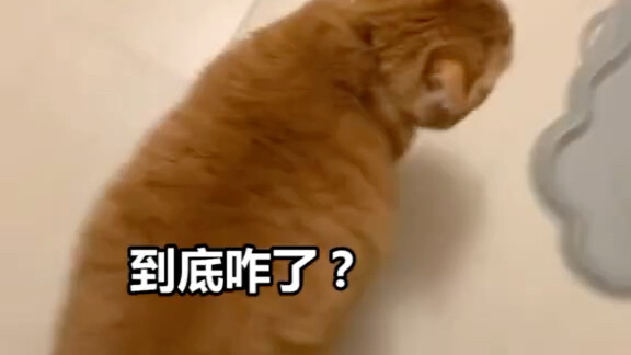 A not-yet-satiated orange cat will switch to “duck mode.”