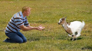 Most Heartwarming Animal Reunions with Owners #2