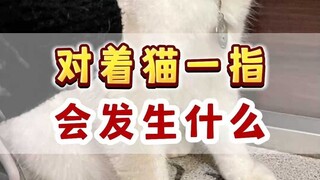 1根手指就能判断猫对你的态度