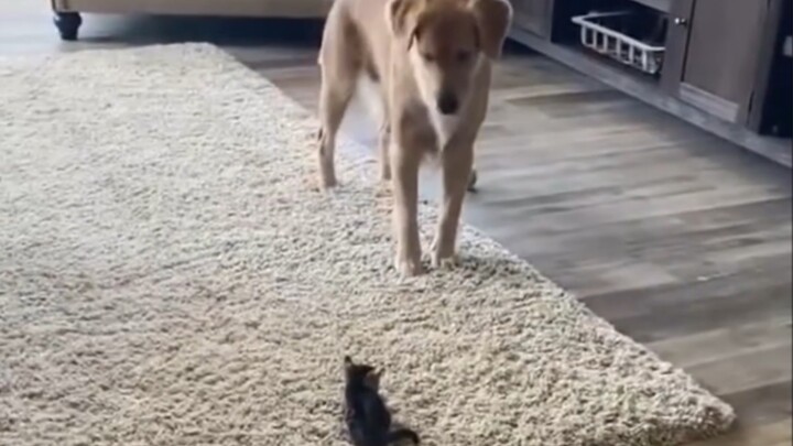 Foreign netizens captured the moment their dog met the rescued cat they brought home for the first t