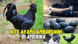 TERMAHAL DI DUNIA ~AYAM CEMANI TERNYATA DI SUKAI BANGSA JIN