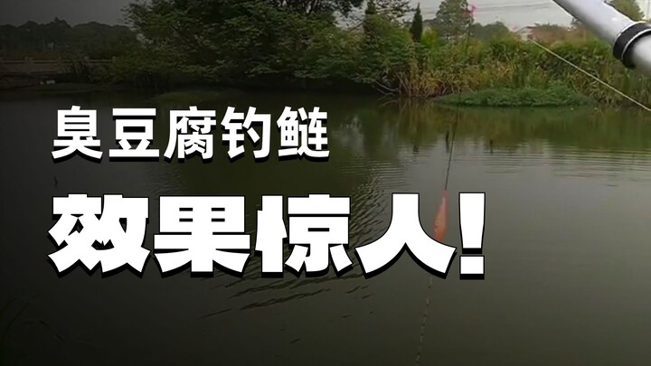 เลี้ยงปลาอังฉือแบบปล่อยตามธรรมชาติในที่ดินส่วนตัว ขนาดตอนโตเต็มที่เกินคาดมาก รู้สึกว่าฉันจะรวยแล้ว