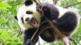 [Hewan]Momen Imut dari Bayi Panda