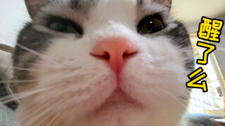 Every morning, my cat goes: "Are you still alive? Want to pet me? My butt is all翘 up!"