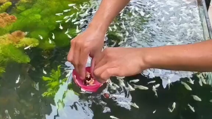 Watching this pond full of little fish scrambling for food, all my worries just melt away~