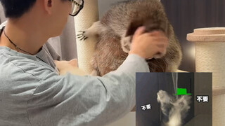 家里的第三只浣熊到家第五天啦，快来一起关注养成吧！#浣熊#养成系