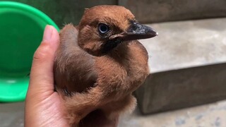 [Hewan]Burung Eurasian Jay Rindu Ibunya, Maka Membawanya Ke Mana-mana