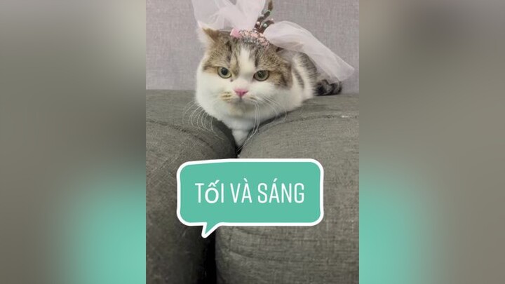 Tối tuổi gì với anh Sáng 🤣mèo cat