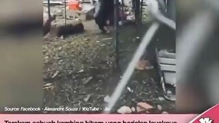 heran aja sama itu ayam, kenapa ikut-ikutan jalan pakai 2 kaki🤔😩