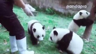หมีแพนด้าจอมซน น่ารักมั่กๆ