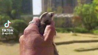 Sugar Glider