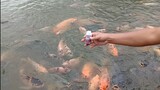 Ikan Mas Minum Yakult..?? Vitamin Usus Ikan