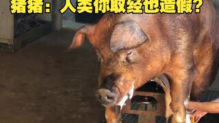 猪猪：人类你取经也造假？