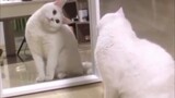 Collection of kittens looking in the mirror and bursting into laughter