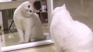 小猫照镜子集锦，笑喷了