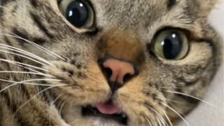 ماذا سيحدث إذا نسيت الهرة الصغيرة أن تُعيد لسانها إلى الداخل؟؟؟