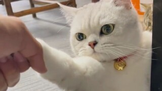 "Kucing: Apakah kamu harus memaksaku bicara agar kamu mengerti maksudku?"