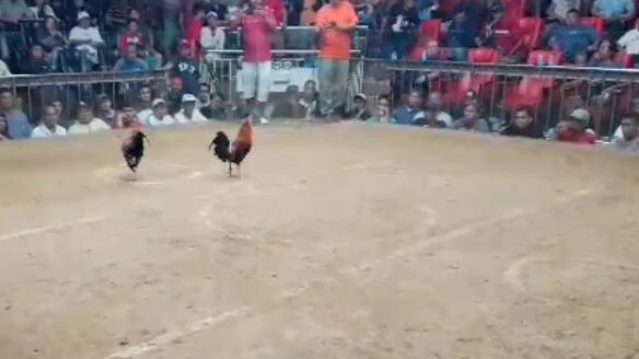 Berdugo Blueface Hatch x Lemon Sta Monica Cockpit