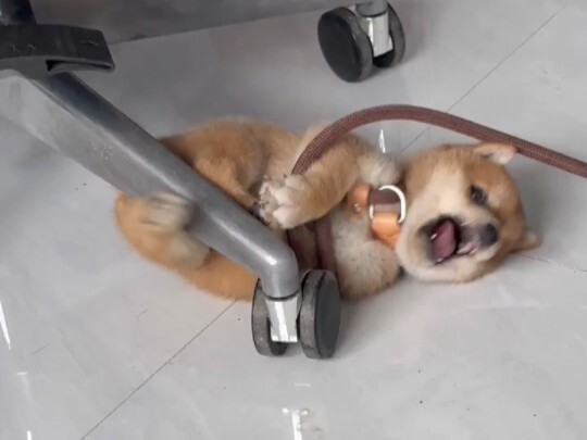 Bệnh hiểm cấp bất ngờ