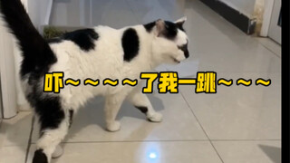 My sneeze scared the cat, and it kept blaming me...