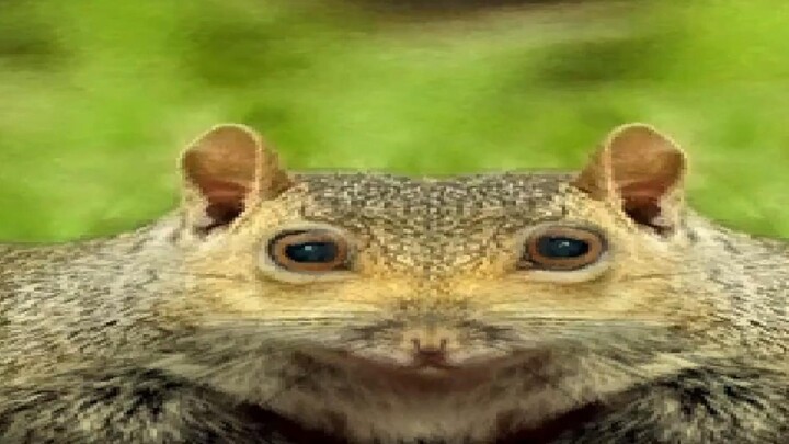 [Micro-game] My wife died, so I used a squirrel to sew her body