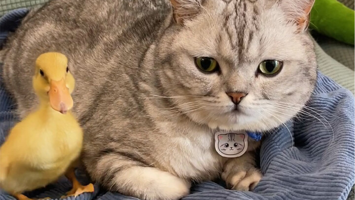 Ketika kucing menganggap bebek sebagai anaknya...