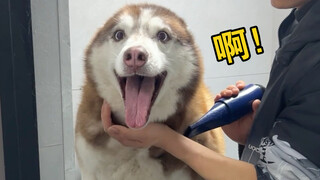 同样是洗澡，二哈是二哈，边牧是边牧！