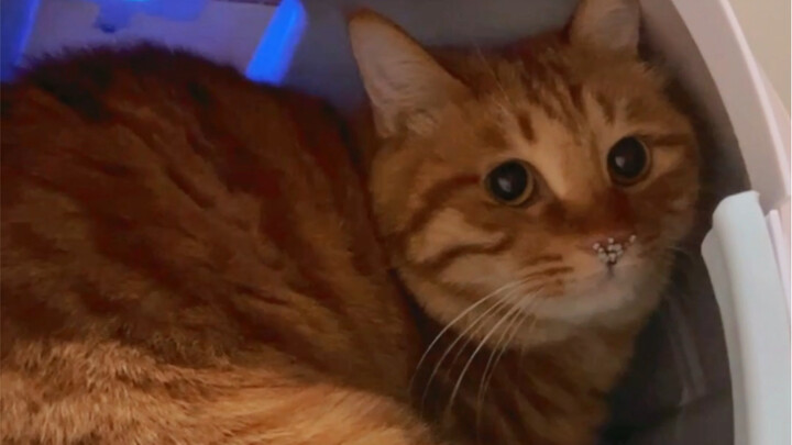 Mimi Chocolate—wanna grab one?